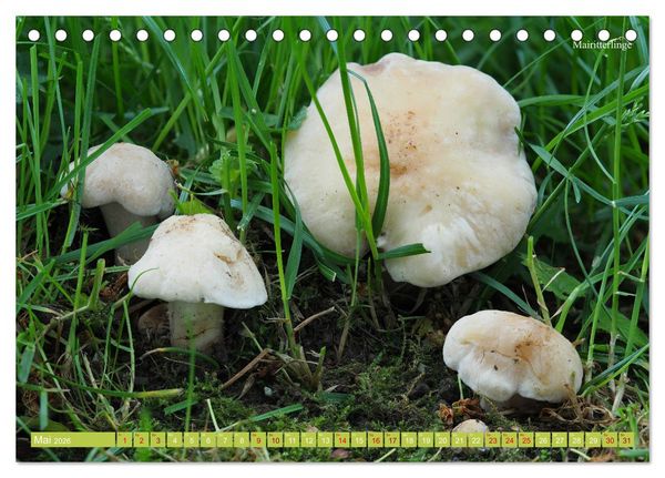 Produktbild: Pilze finden - das ganze Jahr! (Tischkalender 2026 DIN A5 quer), CALVENDO Monatskalender