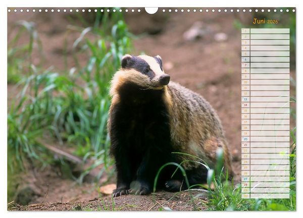 Produktbild: Tiere des Waldes (Wandkalender 2026 DIN A3 quer), CALVENDO Monatskalender