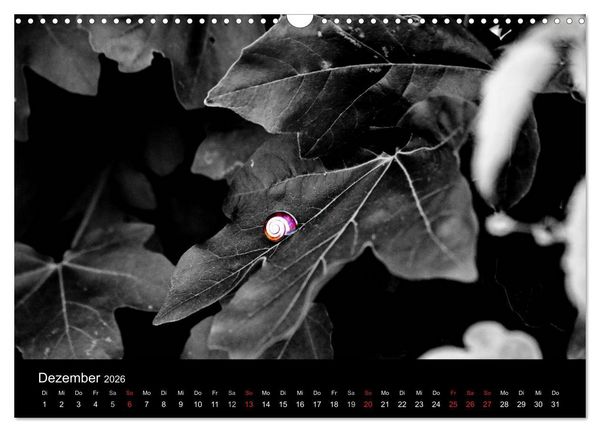 Produktbild: Farbtupfer (Wandkalender 2026 DIN A3 quer), CALVENDO Monatskalender