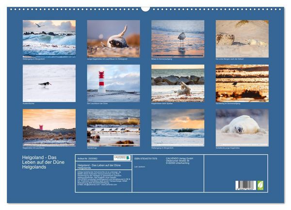Produktbild: Helgoland - Das Leben auf der D&uuml;ne Helgolands (Wandkalender 2026 DIN A2 quer), CALVENDO Monatskalender