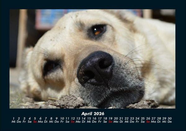Produktbild: Hunde 2026 Fotokalender DIN A4