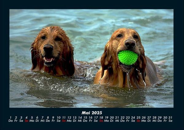 Produktbild: Hundezauber 2025 Fotokalender DIN A4
