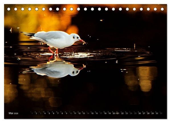 Produktbild: V&Ouml;GEL (Tischkalender 2026 DIN A5 quer), CALVENDO Monatskalender