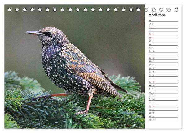 Produktbild: Unsere heimischen Gartenv&ouml;gel (Tischkalender 2026 DIN A5 quer), CALVENDO Monatskalender