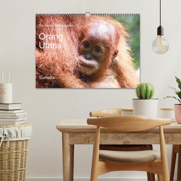 Produktbild: Die letzten freilebenden Orang Utans (Wandkalender 2026 DIN A3 quer), CALVENDO Monatskalender
