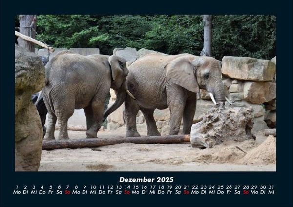 Produktbild: Der Elefantenkalender 2025 Fotokalender DIN A4