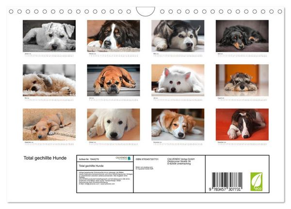 Produktbild: Total gechillte Hunde (Wandkalender 2026 DIN A4 quer), CALVENDO Monatskalender