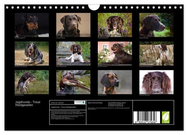Produktbild: Jagdhunde - Treue Waidgesellen (Wandkalender 2026 DIN A4 quer), CALVENDO Monatskalender