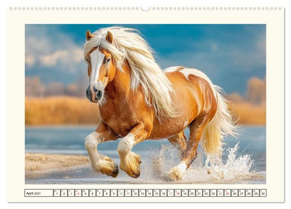 Produktbild: Irish Tinker Liebe. Der robuste Charme der Gypsy Cobs (Wandkalender 2027 DIN A2 quer), CALVENDO Monatskalender