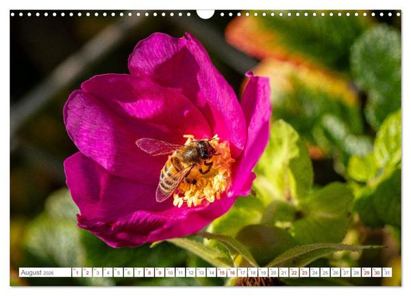 Produktbild: Naturerlebnis R&oslash;m&oslash; (Wandkalender 2026 DIN A3 quer), CALVENDO Monatskalender