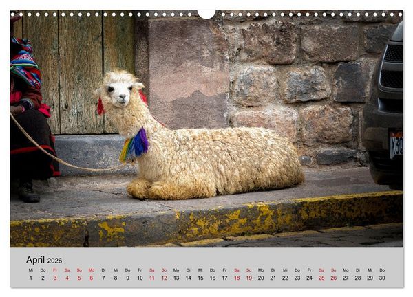 Produktbild: Unter Lamas und Alpakas (Wandkalender 2026 DIN A3 quer), CALVENDO Monatskalender