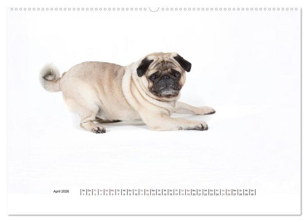Produktbild: Mops - unwiderstehlich und charmant (hochwertiger Premium Wandkalender 2026 DIN A2 quer), Kunstdruck in Hochglanz