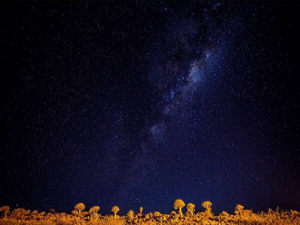 Produktbild: CALVENDO Puzzle K&ouml;cherbaumwald bei Nacht | 1000 Teile Lege-Gr&ouml;&szlig;e 64x48cm Foto-Puzzle f&uuml;r gl&uuml;ckliche Stunden