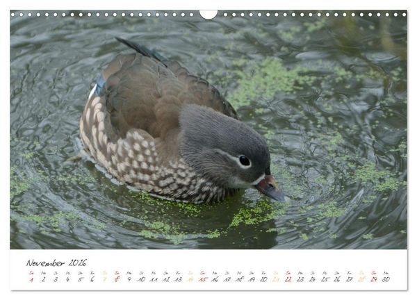 Produktbild: Mandarinenenten, die Liebe zur Natur (Wandkalender 2026 DIN A3 quer), CALVENDO Monatskalender