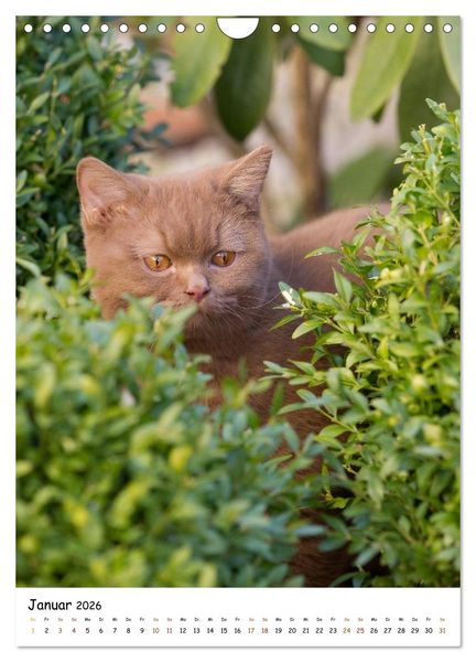 Produktbild: bezaubernde Britisch Kurzhaar Katzen (Wandkalender 2026 DIN A4 hoch), CALVENDO Monatskalender