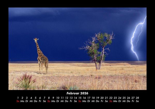 Produktbild: Giraffen 2026 Fotokalender DIN A3