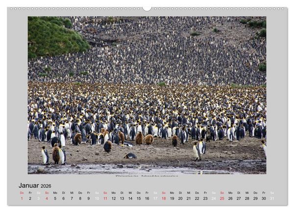 Produktbild: Tierleben in der Antarktis (Wandkalender 2026 DIN A2 quer), CALVENDO Monatskalender