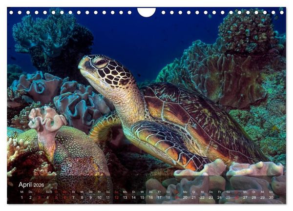 Produktbild: Schildkr&ouml;ten des Ozeans (Wandkalender 2026 DIN A4 quer), CALVENDO Monatskalender