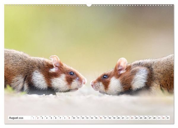Produktbild: Herzige Feldhamster - farbenfrohe Nagetiere im st&auml;dtischen Lebensraum (hochwertiger Premium Wandkalender 2026 DIN A2 quer), Kunstdruck in Hochglanz