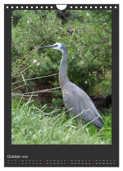 Produktbild: Herons & Egrets (Wall Calendar 2026 DIN A4 portrait), CALVENDO 12 Month Wall Calendar