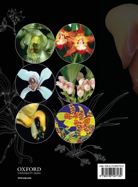 Produktbild: Genera Orchidacearum Vol 5 Pt 2 Genorc C