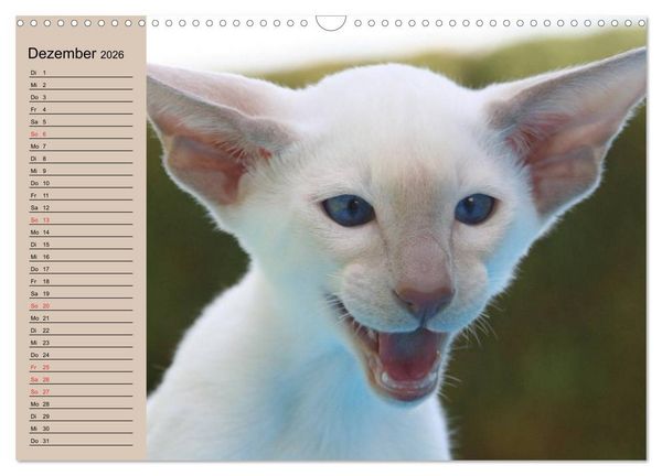 Produktbild: Siamkatzen - Kleiner Frechdachs mit Familie (Wandkalender 2026 DIN A3 quer), CALVENDO Monatskalender