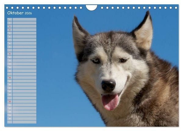 Produktbild: Huskies! (Wandkalender 2026 DIN A4 quer), CALVENDO Monatskalender