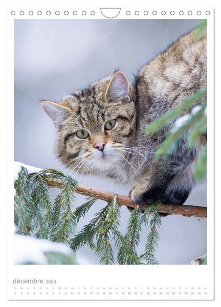 Produktbild: Chats forestiers (Calendrier mural 2026 DIN A4 horizontal), CALVENDO calendrier mensuel