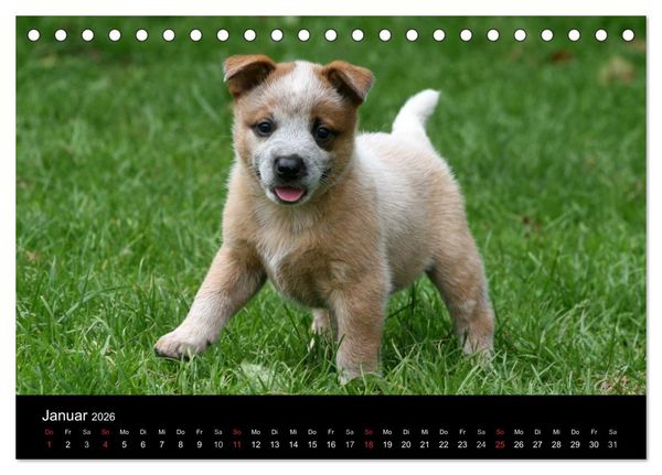 Produktbild: Australian Cattle Dog Welpen (Tischkalender 2026 DIN A5 quer), CALVENDO Monatskalender