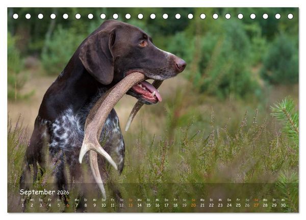 Produktbild: Jagdhunde - Treue Waidgesellen (Tischkalender 2026 DIN A5 quer), CALVENDO Monatskalender