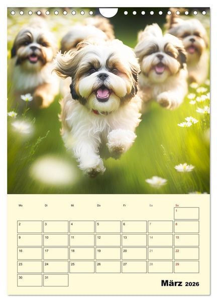 Produktbild: Shih Tzu Alarm. Gl&uuml;ckliche Wuschelk&ouml;pfe (Wandkalender 2026 DIN A4 hoch), CALVENDO Monatskalender