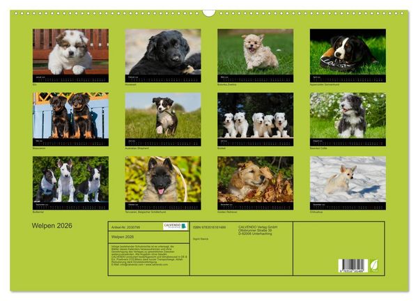 Produktbild: Welpen 2026 (Wandkalender 2026 DIN A2 quer), CALVENDO Monatskalender