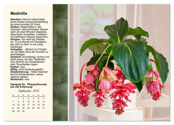 Produktbild: Bestes Raumklima durch Zimmerpflanzen (Wandkalender 2026 DIN A3 quer), CALVENDO Monatskalender