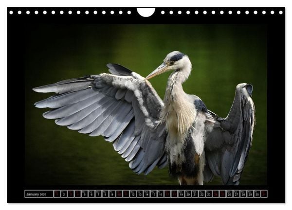 Produktbild: The heron parade (Wall Calendar 2026 DIN A4 landscape), CALVENDO 12 Month Wall Calendar