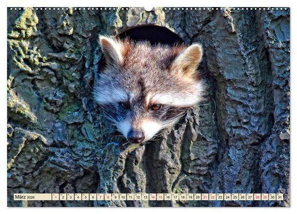 Produktbild: Waschb&auml;r - Niedlicher Allesfresser (Wandkalender 2026 DIN A2 quer), CALVENDO Monatskalender