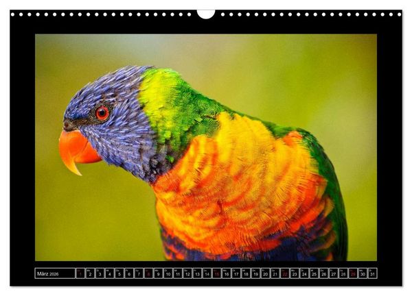 Produktbild: Australia Wildlife (Wandkalender 2026 DIN A3 quer), CALVENDO Monatskalender