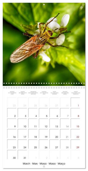 Produktbild: Natural beauty. Close-up insects (Wall Calendar 2026 12 &times; 12 Inch) CALVENDO 12 Month Wall Calendar