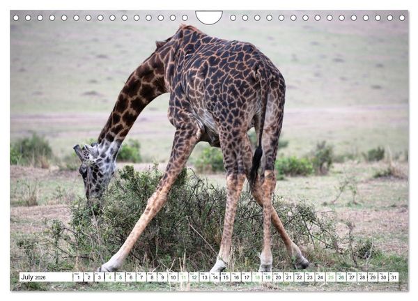 Produktbild: Big10 Of Masai Mara Kenya Africa (Wall Calendar 2026 DIN A4 landscape), CALVENDO 12 Month Wall Calendar