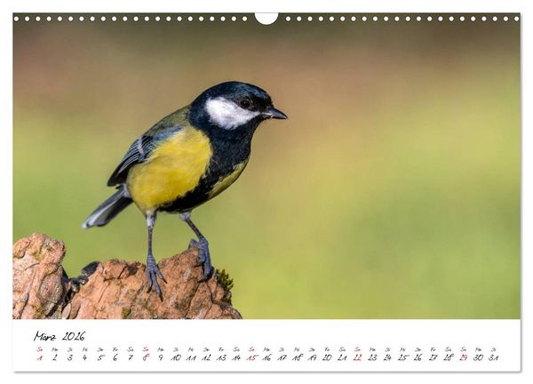 Produktbild: Heimische Vogelwelt (Wandkalender 2026 DIN A3 quer), CALVENDO Monatskalender