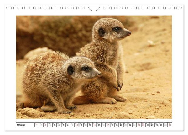 Produktbild: Kleine Schelme - Tierbabys (Wandkalender 2026 DIN A4 quer), CALVENDO Monatskalender
