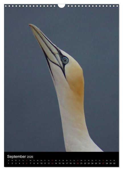 Produktbild: Helgoland in der Nordsee (Wandkalender 2026 DIN A3 hoch), CALVENDO Monatskalender