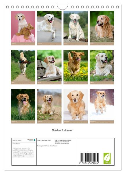 Produktbild: Golden Retriever (Wandkalender 2026 DIN A4 hoch), CALVENDO Monatskalender