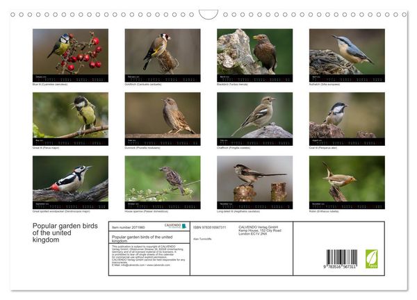 Produktbild: Popular garden birds of the united kingdom (Wall Calendar 2026 DIN A3 landscape), CALVENDO 12 Month Wall Calendar