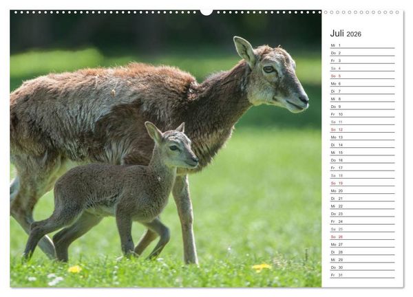 Produktbild: Emotionale Momente: Muffelwild. (hochwertiger Premium Wandkalender 2026 DIN A2 quer), Kunstdruck in Hochglanz