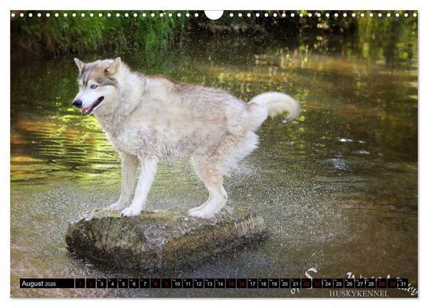 Produktbild: Faszination Husky (Wandkalender 2026 DIN A3 quer), CALVENDO Monatskalender