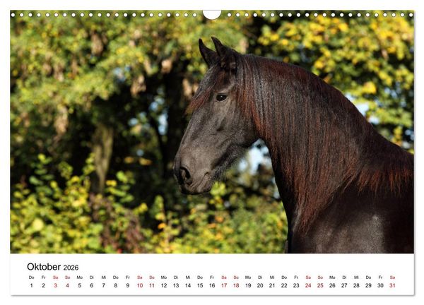 Produktbild: Pferde - im Galopp durch's Jahr 2026 (Wandkalender 2026 DIN A3 quer), CALVENDO Monatskalender