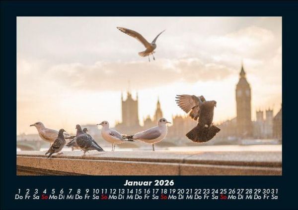 Produktbild: M&ouml;wen 2026 Fotokalender DIN A5