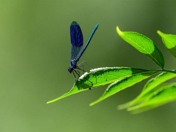 CALVENDO Puzzle Blauflügel-Prachtlibelle 1000 Teile Puzzle quer | 1000 Teile Lege-Größe 64 × 48 cm Foto-Puzzle für glückliche Stunden