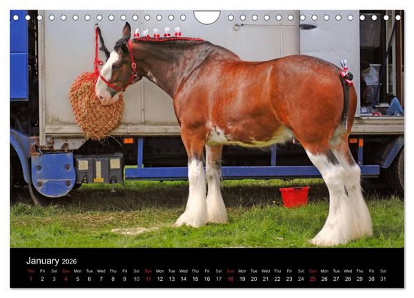 Produktbild: BIG BOLD AND BEAUTIFUL (Wall Calendar 2026 DIN A4 landscape), CALVENDO 12 Month Wall Calendar
