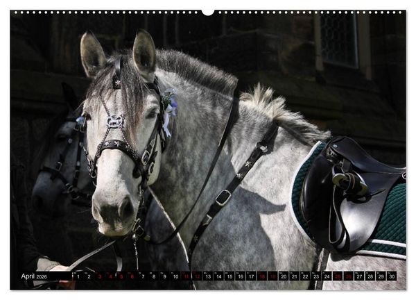 Produktbild: Schwere Warmbl&uuml;ter 2026 (hochwertiger Premium Wandkalender 2026 DIN A2 quer), Kunstdruck in Hochglanz